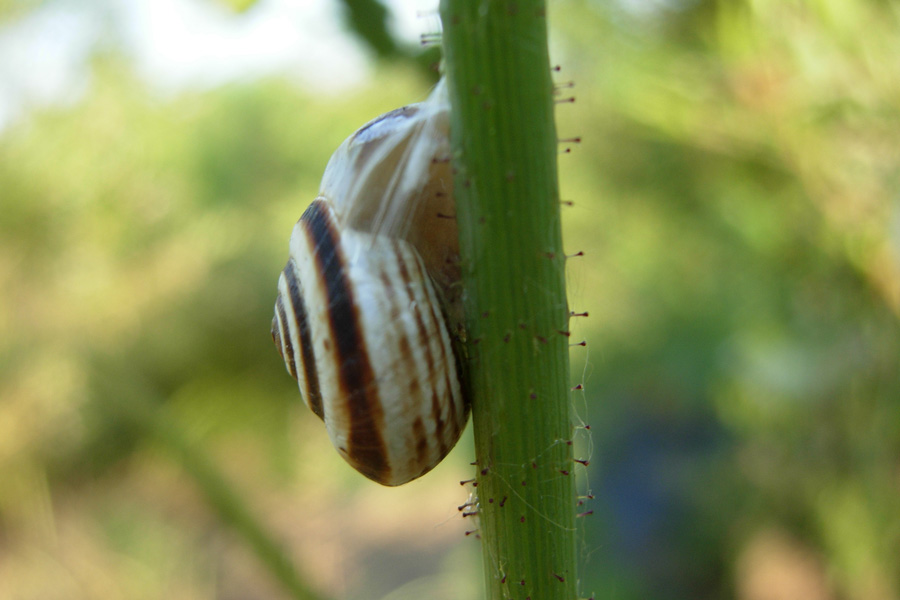 Xerolenta obvia?